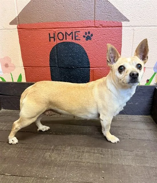 An adult small-sized female Chihuahua dog named Luna for adoption in Castaic, CA