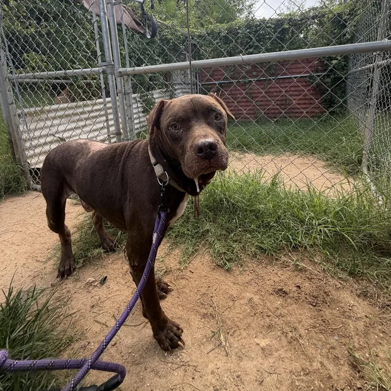 An adult large-sized male Chocolate Labrador Retriever dog named Bande for adoption in Austin, TX
