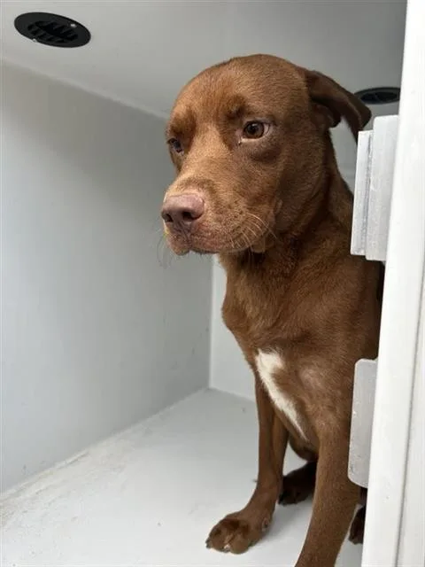 A young large-sized male Labrador Retriever dog named A for adoption in Houston, TX