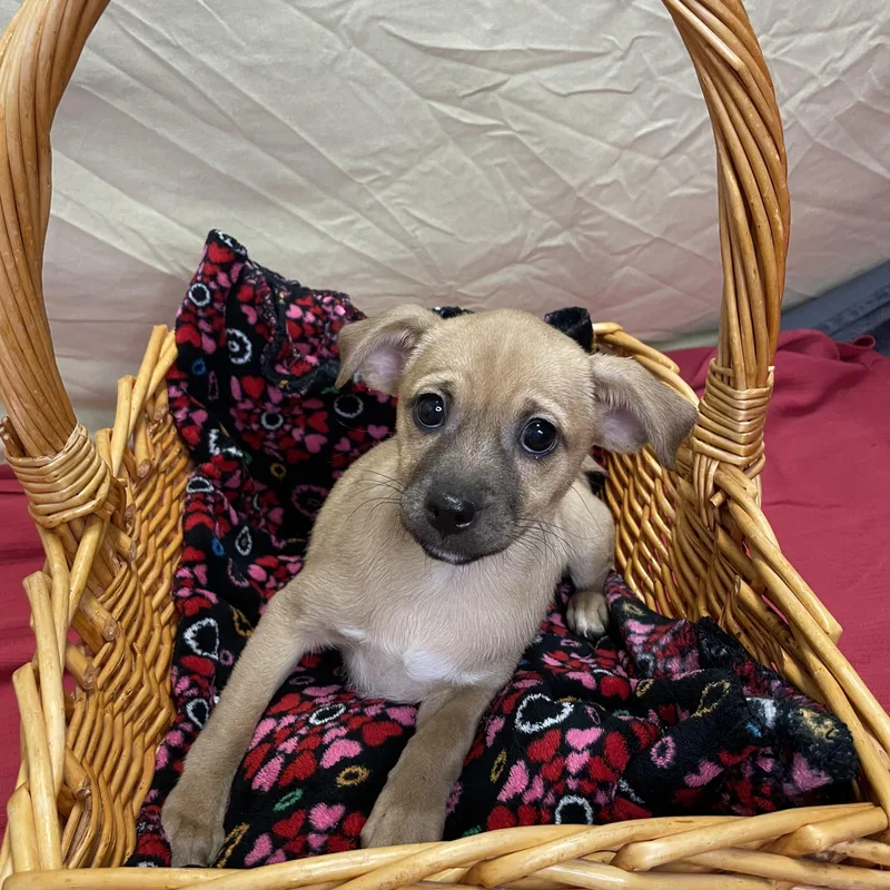 A baby small-sized female Yellow / Tan / Blond / Fawn Mixed Breed dog named Ellie for adoption in Lacon, IL