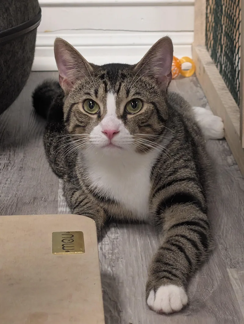 A young medium-sized male Tabby (Brown / Chocolate) Domestic Short Hair cat named Laurel for adoption in Palm Harbor, FL