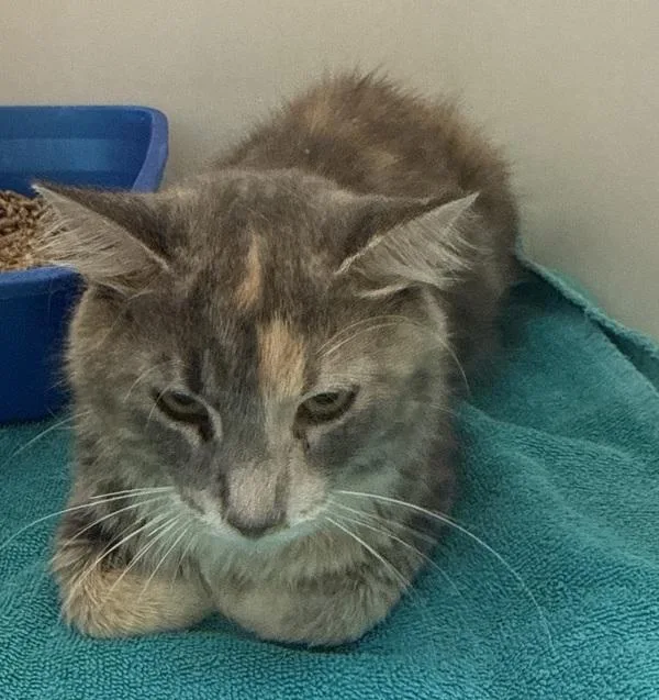 An adult small-sized female Domestic Short Hair cat named Churro for adoption in Salisbury, MD