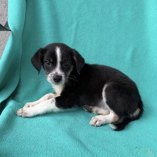 A baby small-sized male Black Terrier dog named Flinstone for adoption in Carencro, LA