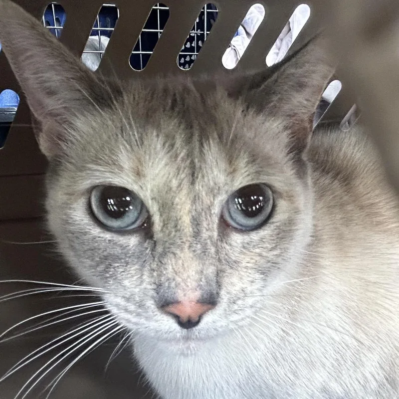 An adult large-sized female White Domestic Short Hair cat named Betty Crocker for adoption in Binghamton, NY
