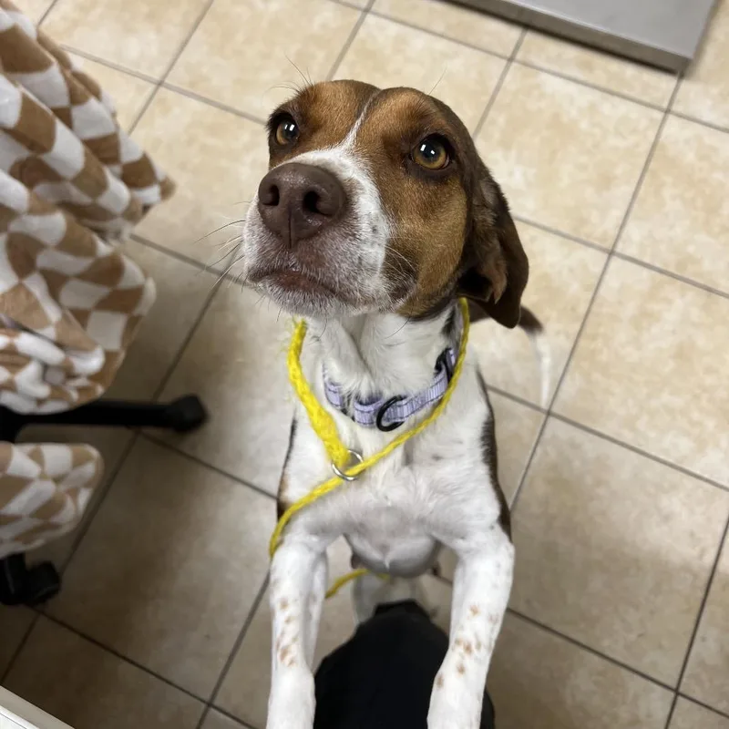 Cheerios thumbnail 2