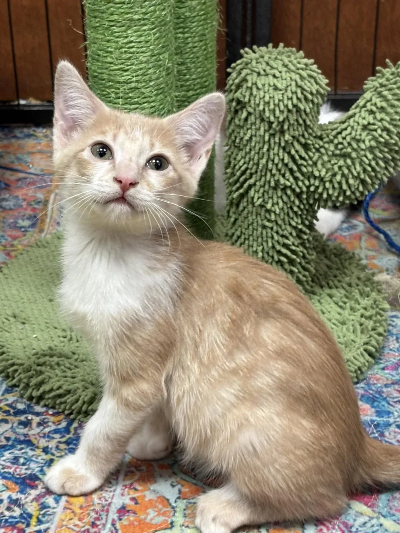 A baby small-sized male Orange & White Domestic Short Hair cat named Ziti for adoption in Southaven, MS