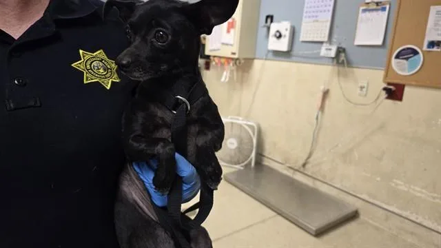 An adult small-sized female Chihuahua dog named Ofelia for adoption in Riverside, CA