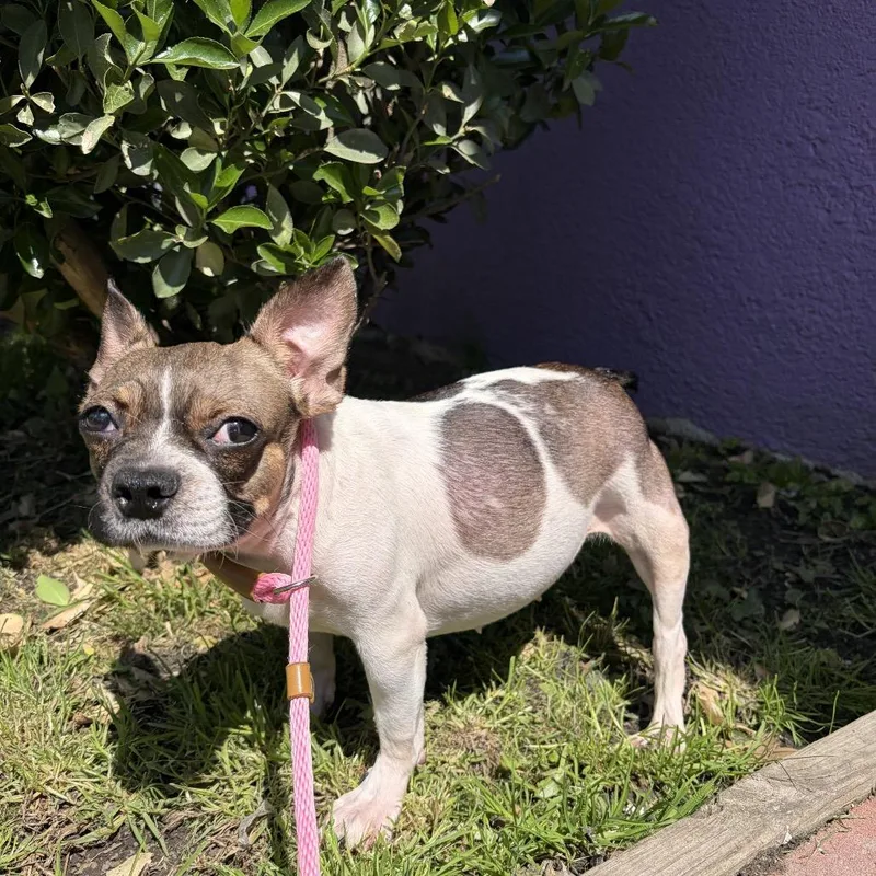 A young small-sized female French Bulldog dog named Beans for adoption in Newark, NJ