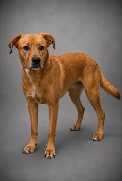 An adult large-sized male Boxer dog named Patrick for adoption in Shawano, WI