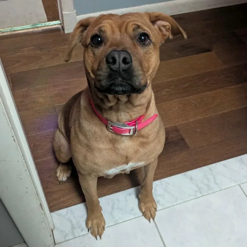 An adult medium-sized female Boxer dog named Mira for adoption in Carmel, NY