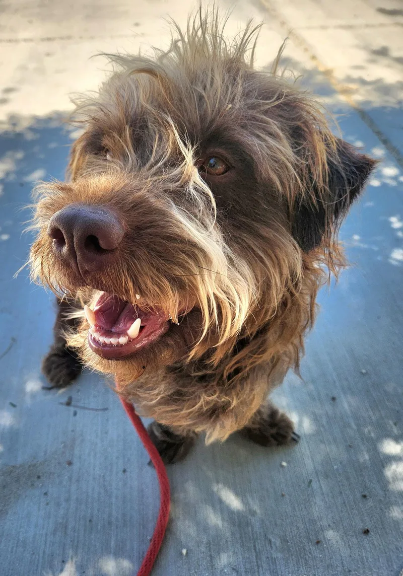 A young medium-sized male Terrier dog named Scruffy Bear for adoption in Ferndale, WA