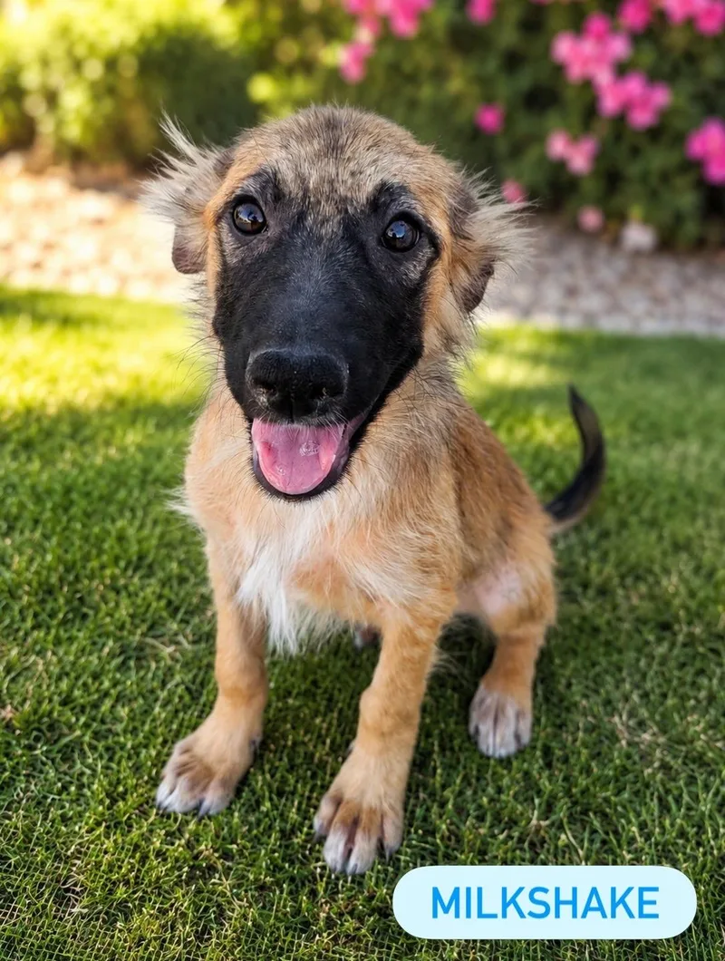A baby medium-sized male Mixed Breed dog named Milkshake for adoption in Henderson, NV