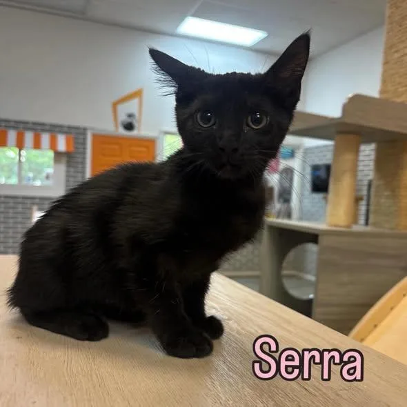 A baby medium-sized female Black Domestic Short Hair cat named Serra At Fat Cat for adoption in Tallahassee, FL