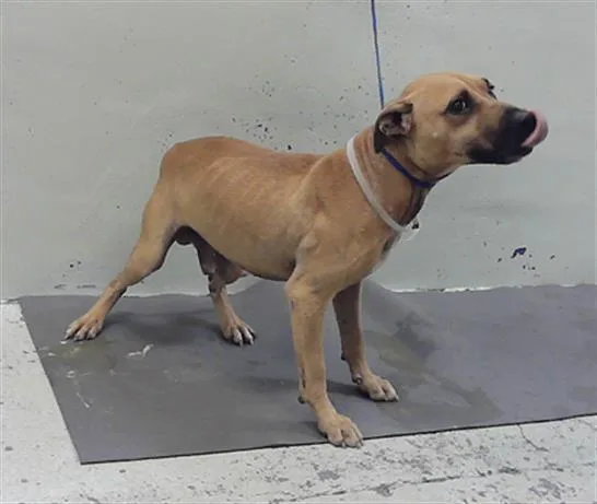 An adult medium-sized male Staffordshire Bull Terrier dog named Clinton for adoption in Houston, TX