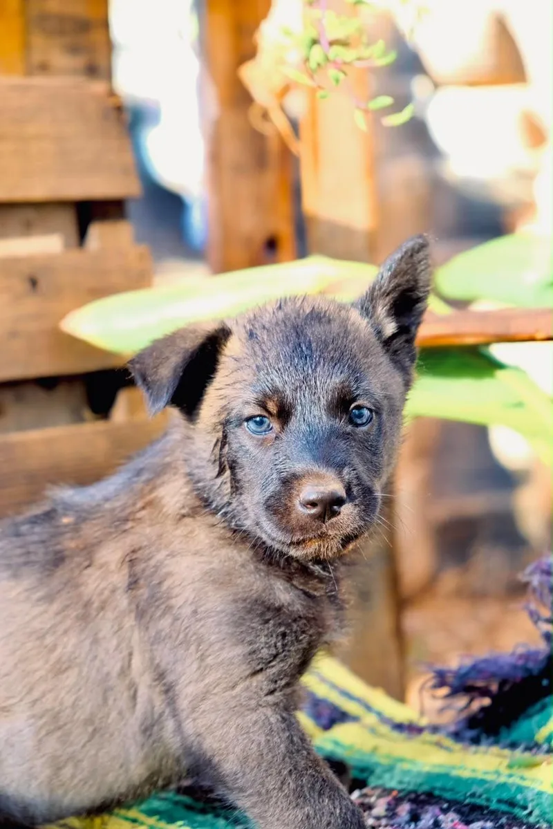 A baby large-sized female Siberian Husky dog named Willow for adoption in San Diego, CA