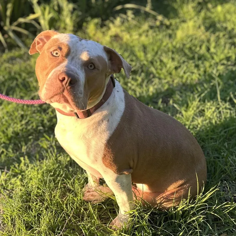An adult large-sized female Red / Chestnut / Orange Pit Bull Terrier dog named Rosie for adoption in Dallas, TX