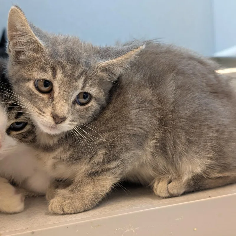 A baby small-sized female Domestic Short Hair cat named Space Invader for adoption in Pittsburgh, PA