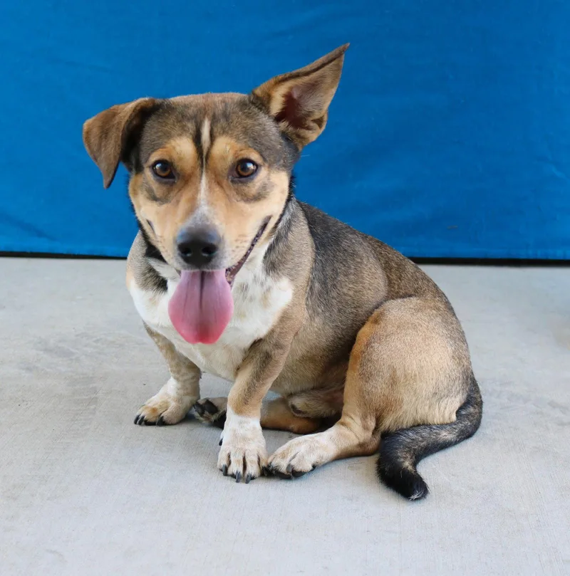 An adult medium-sized male Corgi dog named Chato for adoption in Pasadena, CA
