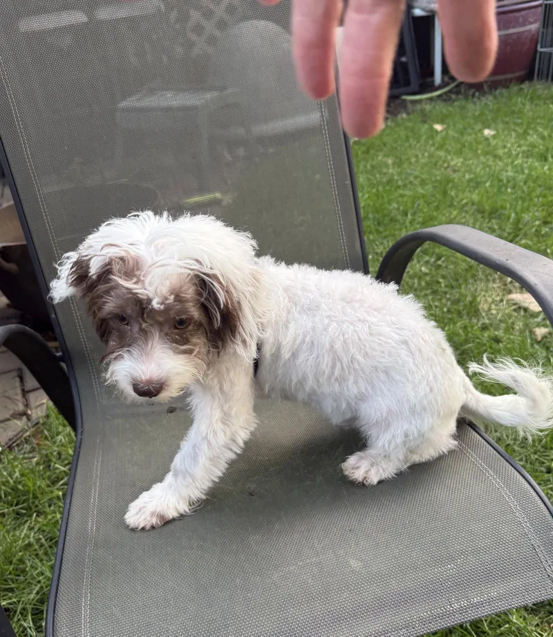 A baby small-sized male Shih Tzu dog named Murphy for adoption in Wheaton, IL