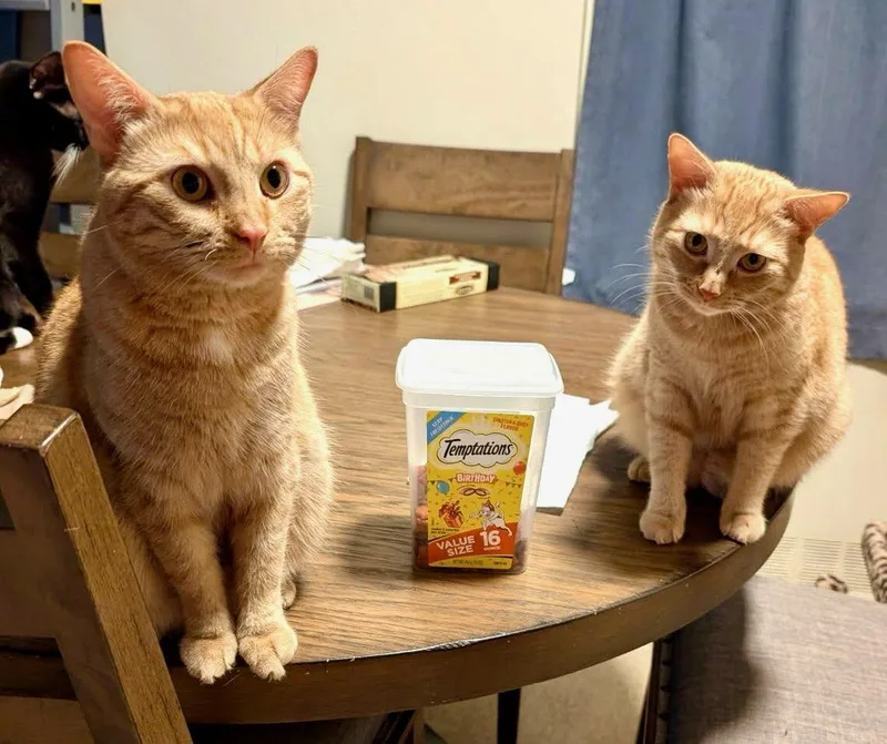 An adult medium-sized female Orange & White Domestic Short Hair cat named Butterscotch and Creamsical for adoption in Hazlet, NJ