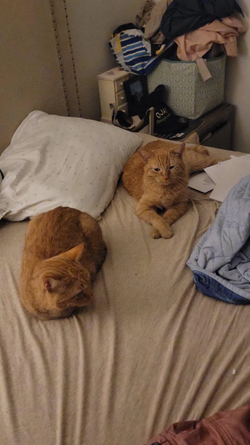 Butterscotch and Creamsical thumbnail 3