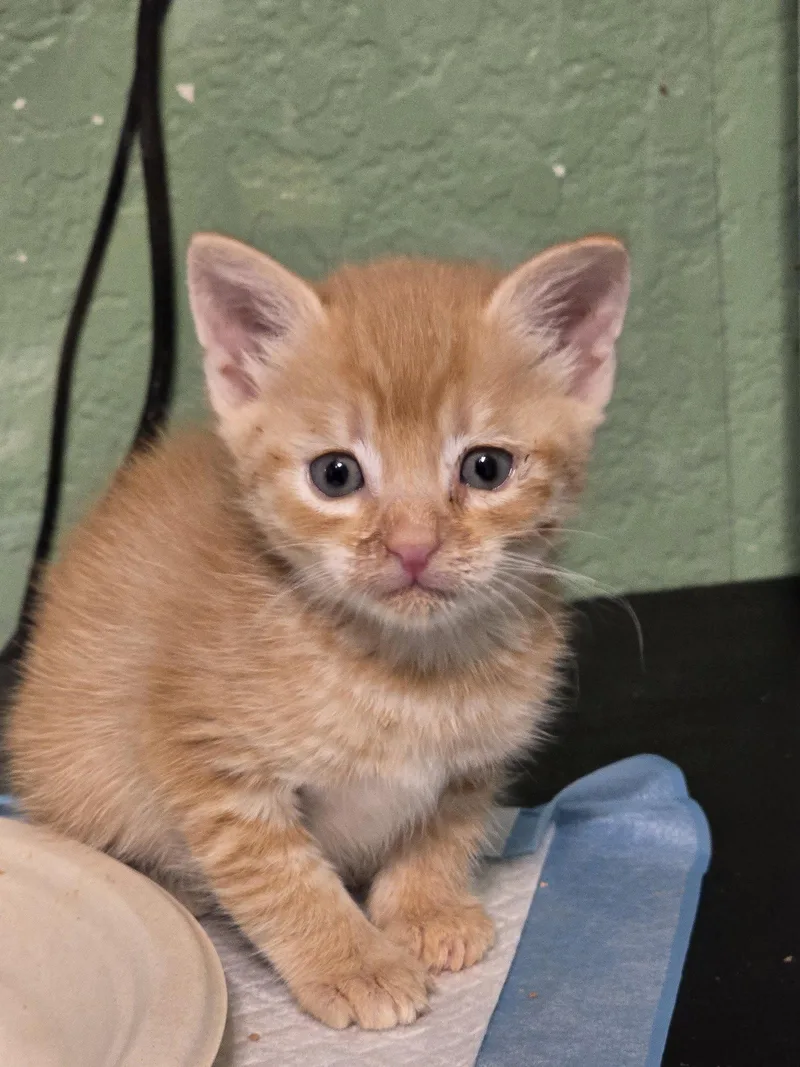 A baby medium-sized female Orange & White Domestic Short Hair cat named Reba for adoption in Glendale, AZ