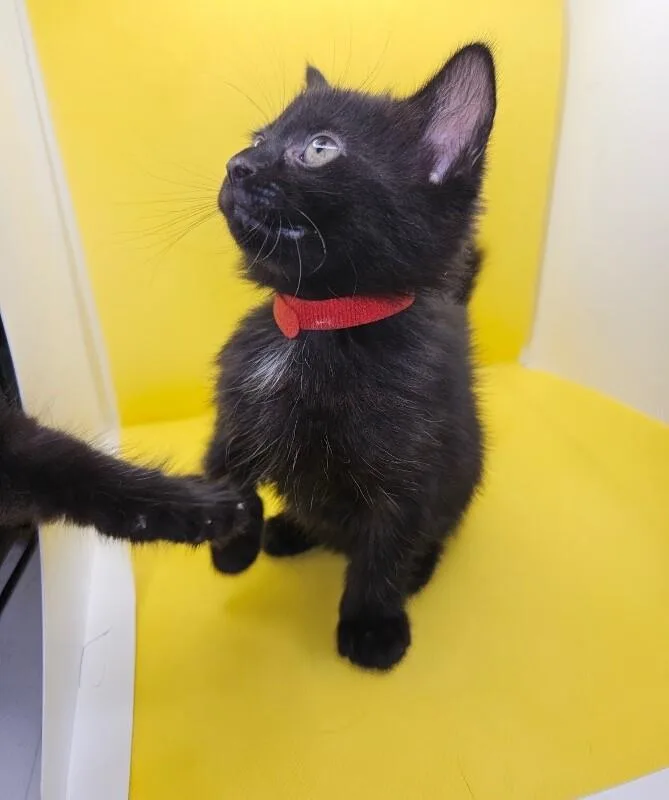 A young medium-sized female Black Domestic Short Hair cat named Cleo for adoption in North Babylon, NY
