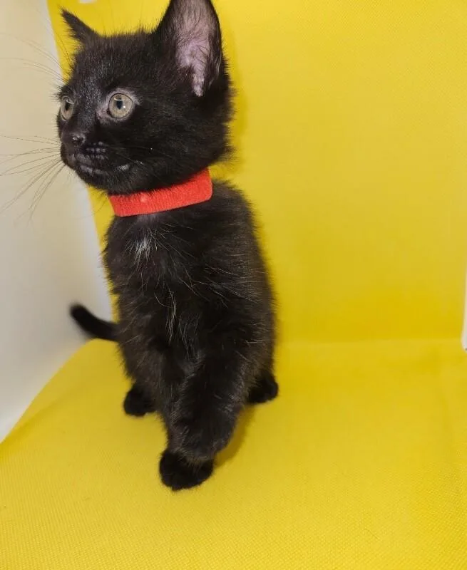 Cleo thumbnail 2