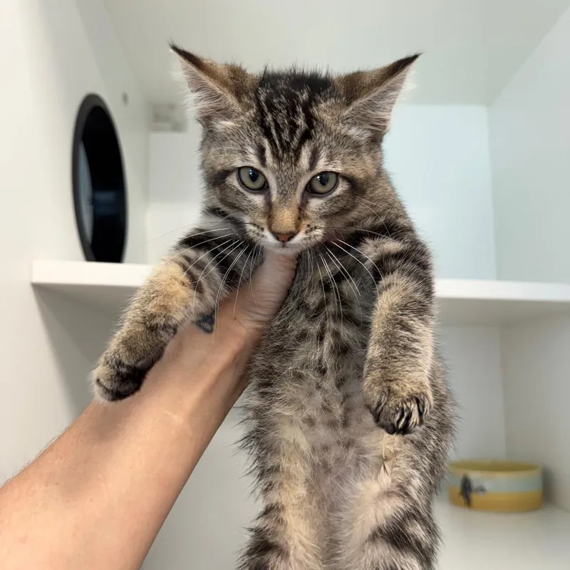 Megan Thee Stallion thumbnail 2