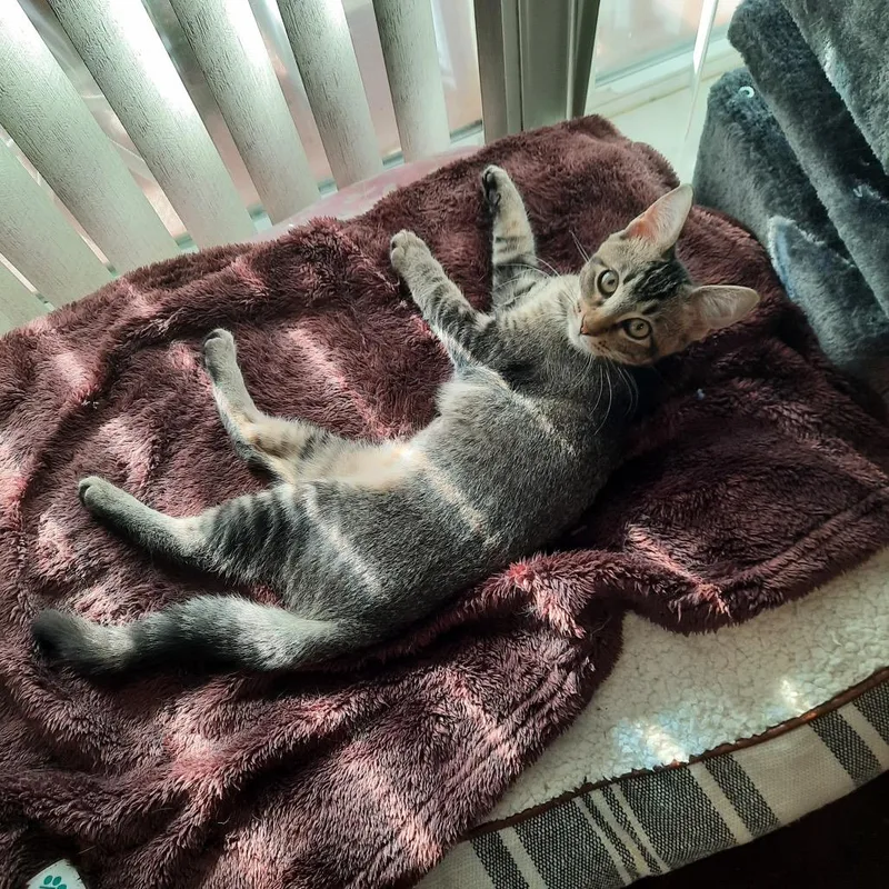 Megan Thee Stallion thumbnail 3