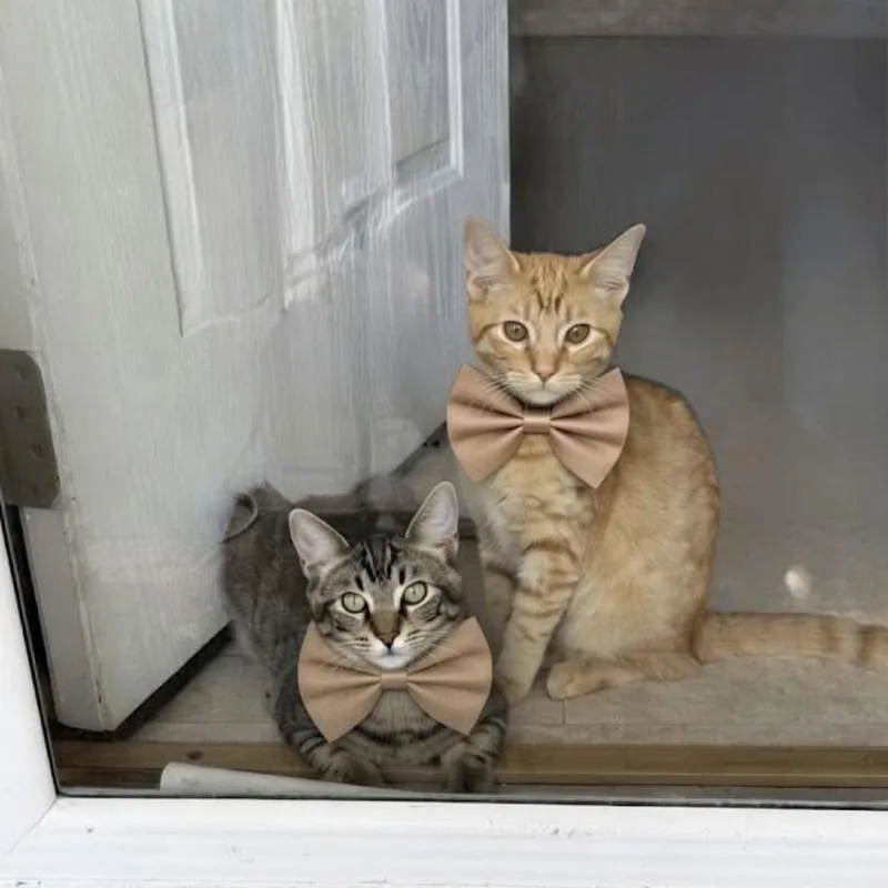 Megan Thee Stallion thumbnail 4