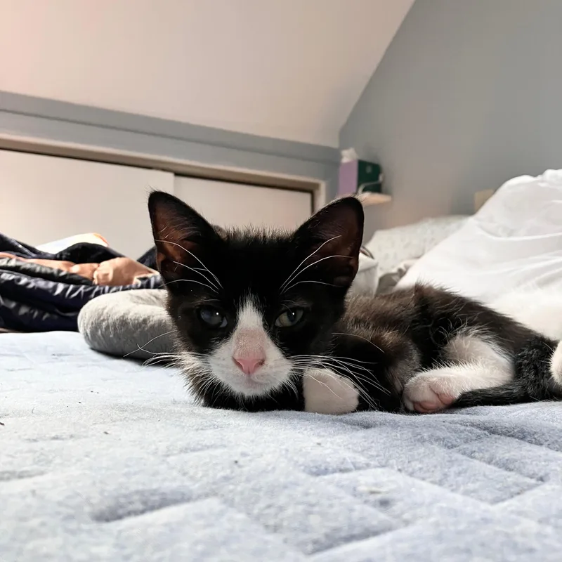 A baby medium-sized female Black & White / Tuxedo Tuxedo cat named Marigold for adoption in Moriches, NY