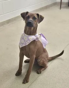 A young medium-sized female Shepherd dog named Rosie for adoption in Bucyrus, OH