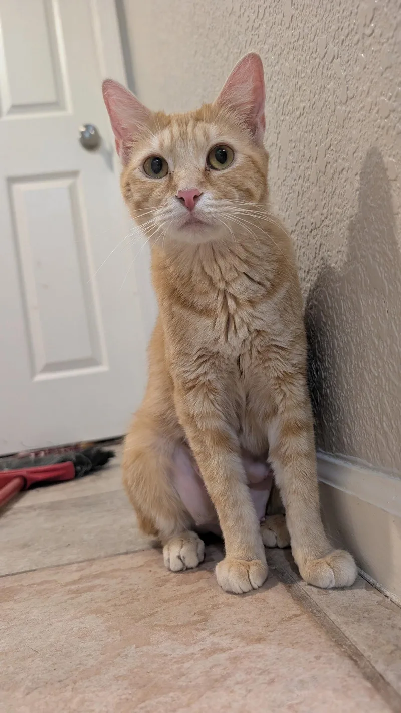 An adult medium-sized female Domestic Short Hair cat named Flora for adoption in Phoenix, AZ