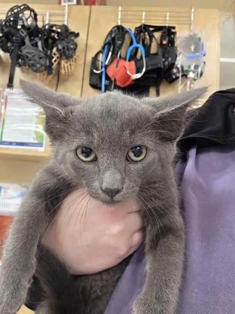 A baby small-sized male Domestic Short Hair cat named Edmund for adoption in Aliquippa, PA