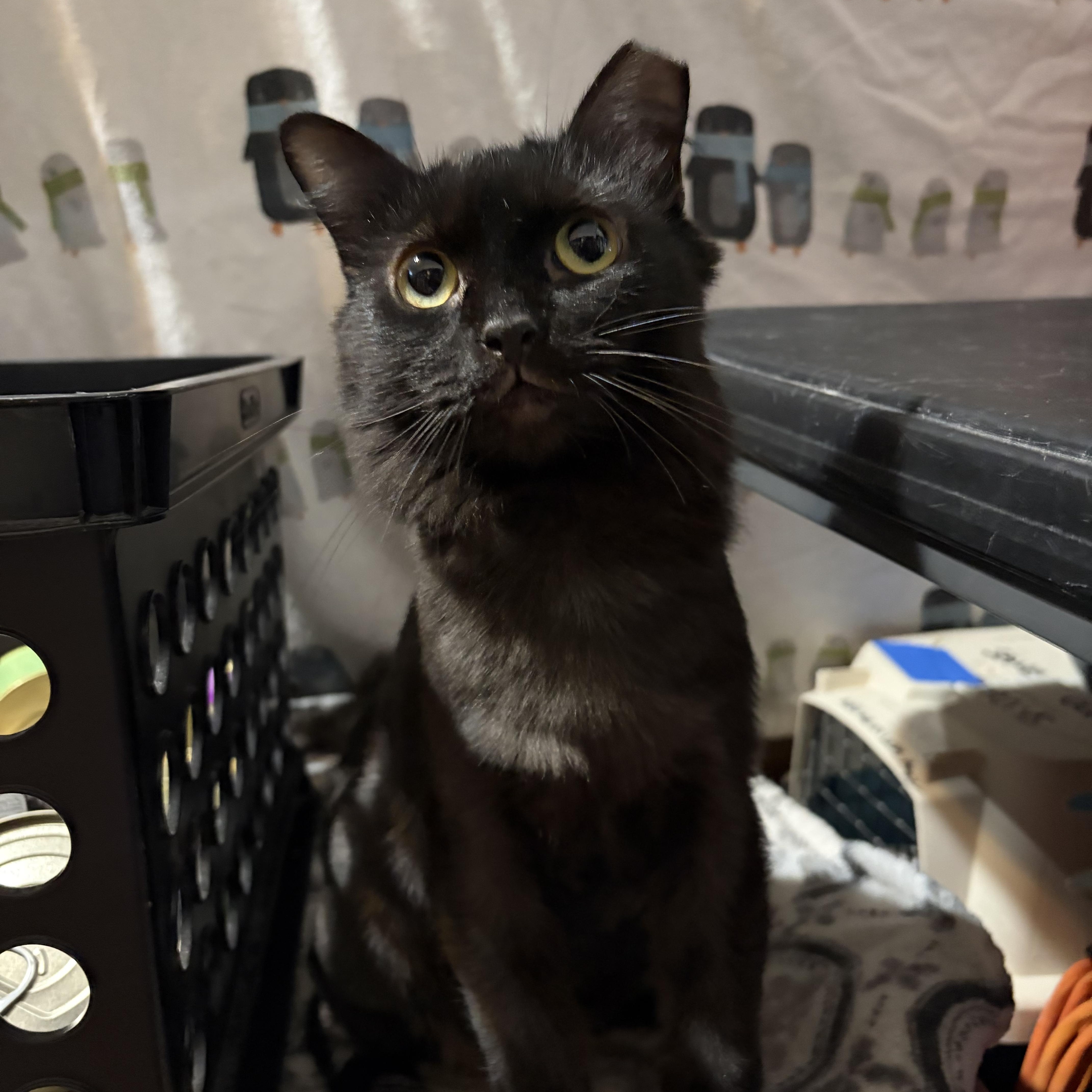 A young medium-sized female Black Domestic Short Hair cat named Playa for adoption in Pittsburgh, PA