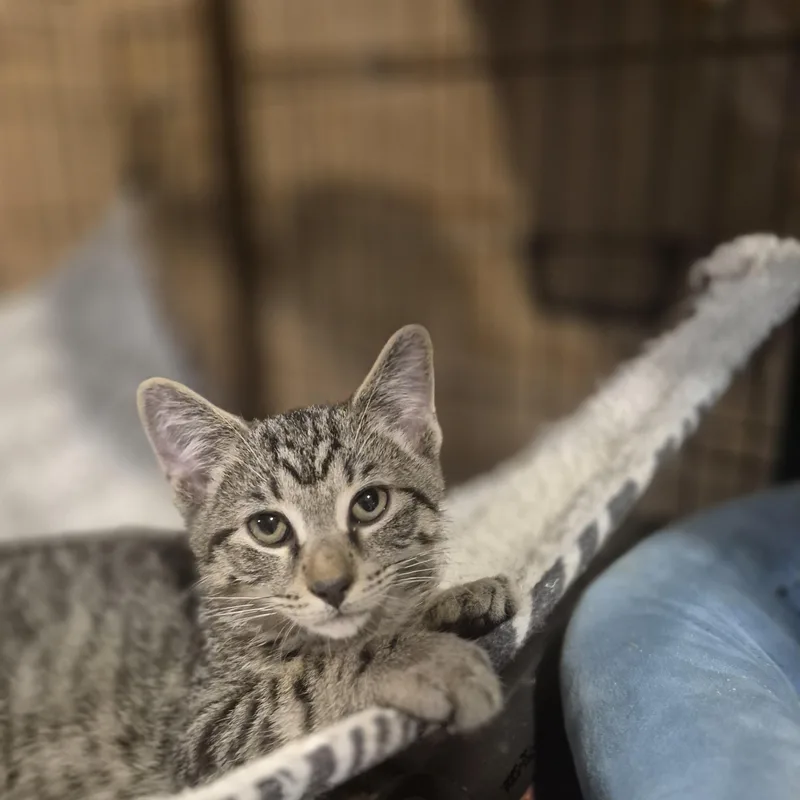 A baby small-sized male Tabby (Brown / Chocolate) Tabby cat named Simba for adoption in Wheaton, IL