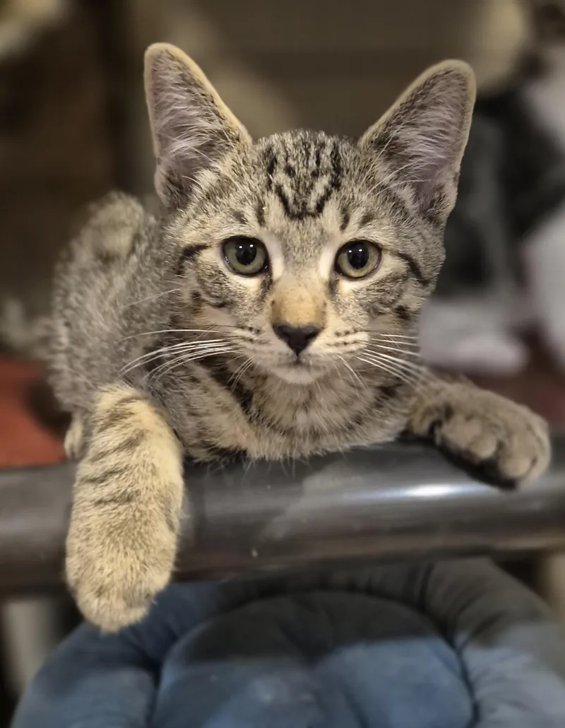 Simba thumbnail 2