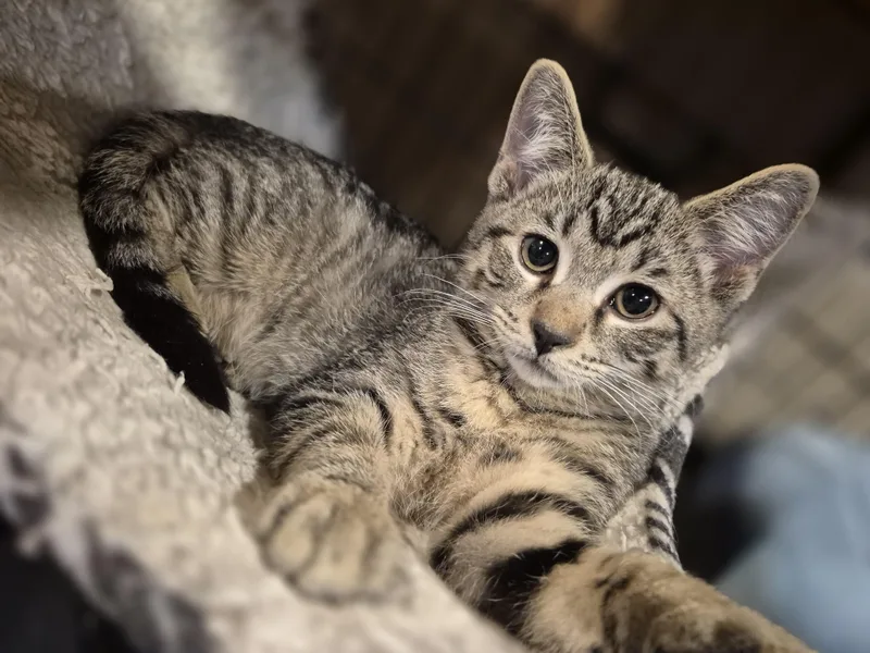 Simba thumbnail 5