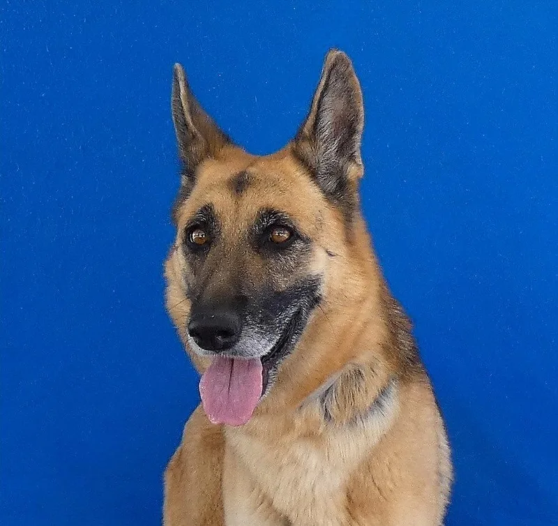 An adult medium-sized female German Shepherd Dog named Leia for adoption in Pasadena, CA