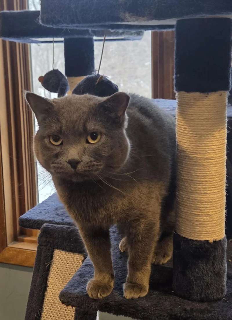 Dusty Miller thumbnail 2