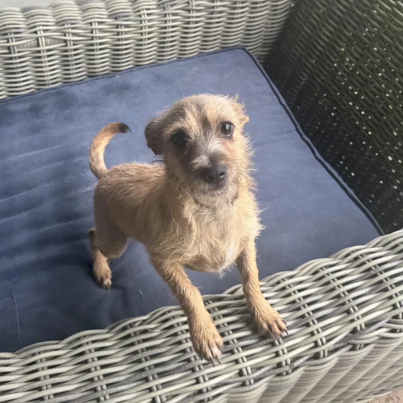 Harry thumbnail 3