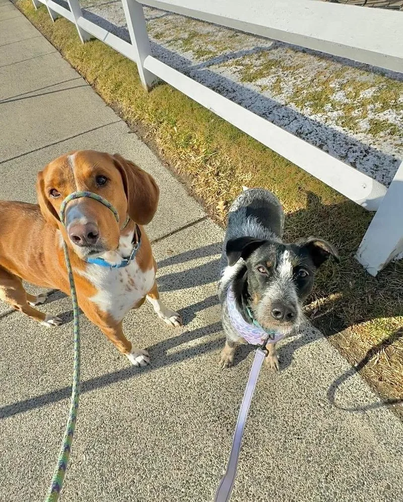 An adult medium-sized female Tricolor (Brown, Black, & White) Australian Cattle Dog / Blue Heeler dog named Blue Momma for adoption in Saugus, MA