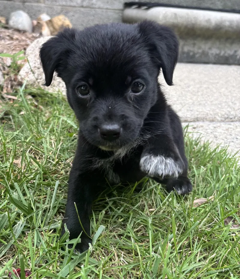 Darla