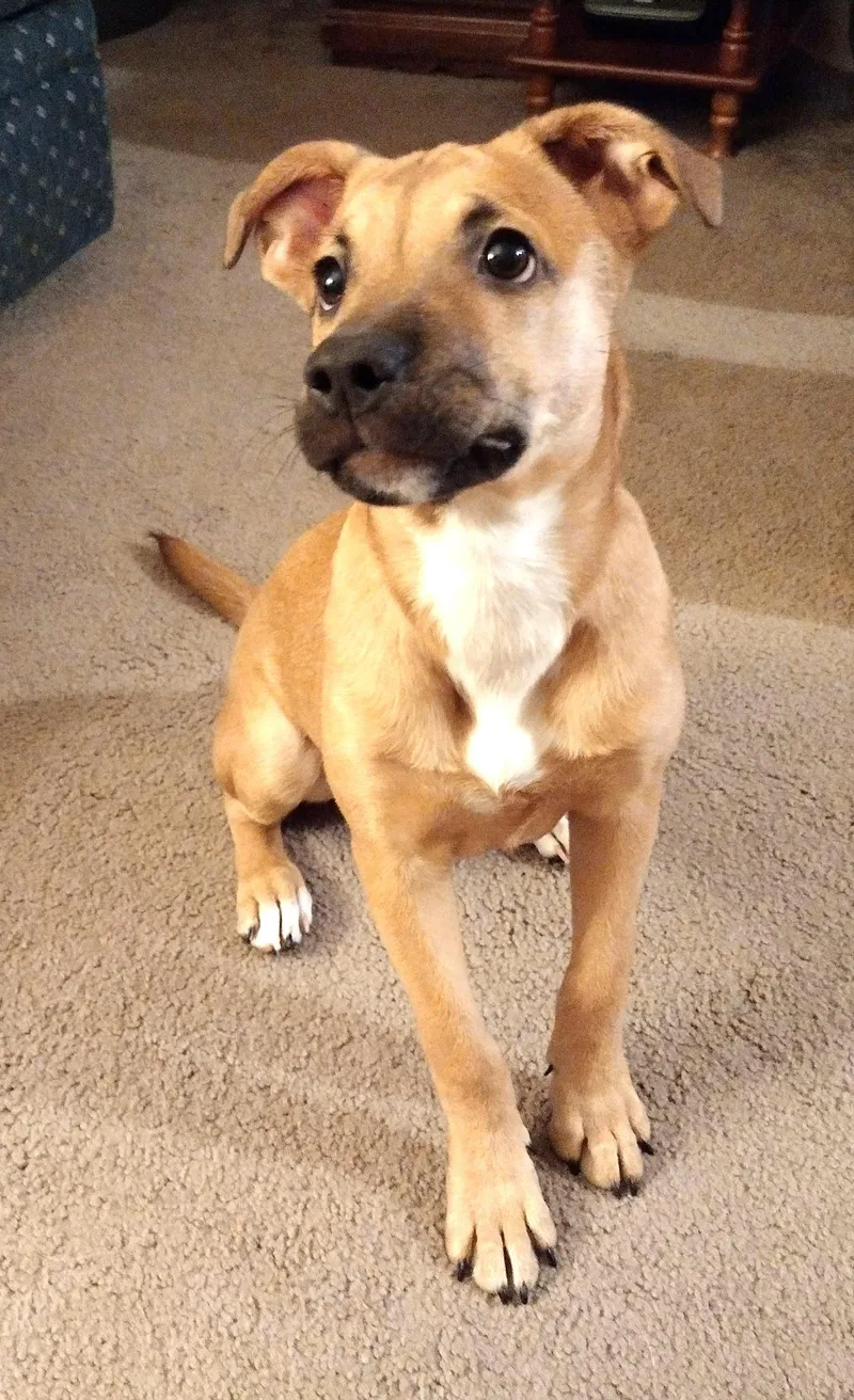 A baby medium-sized female Black Mouth Cur dog named Robbin for adoption in West Chicago, IL