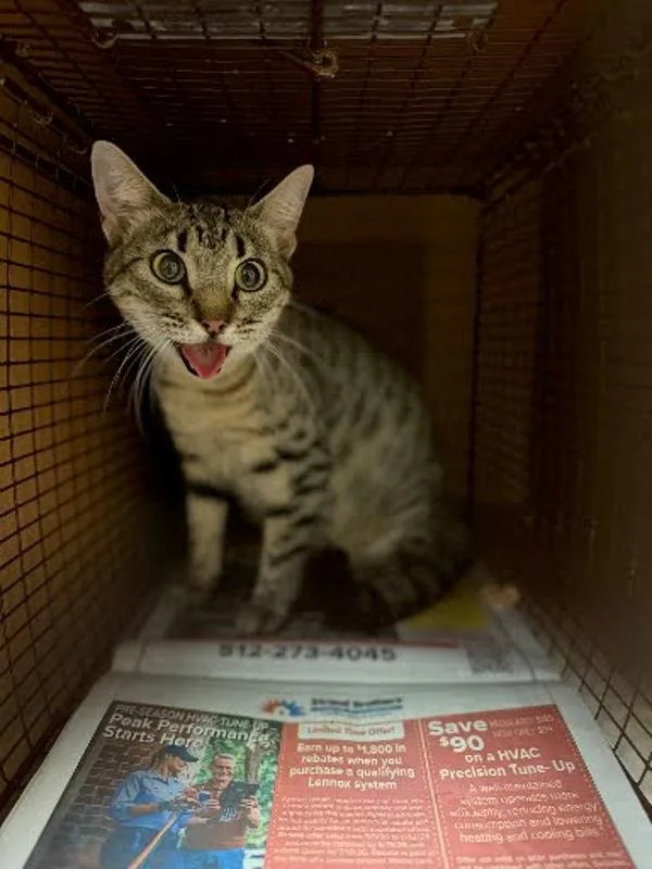 A young medium-sized female Domestic Short Hair cat named Squeaks for adoption in Austin, TX