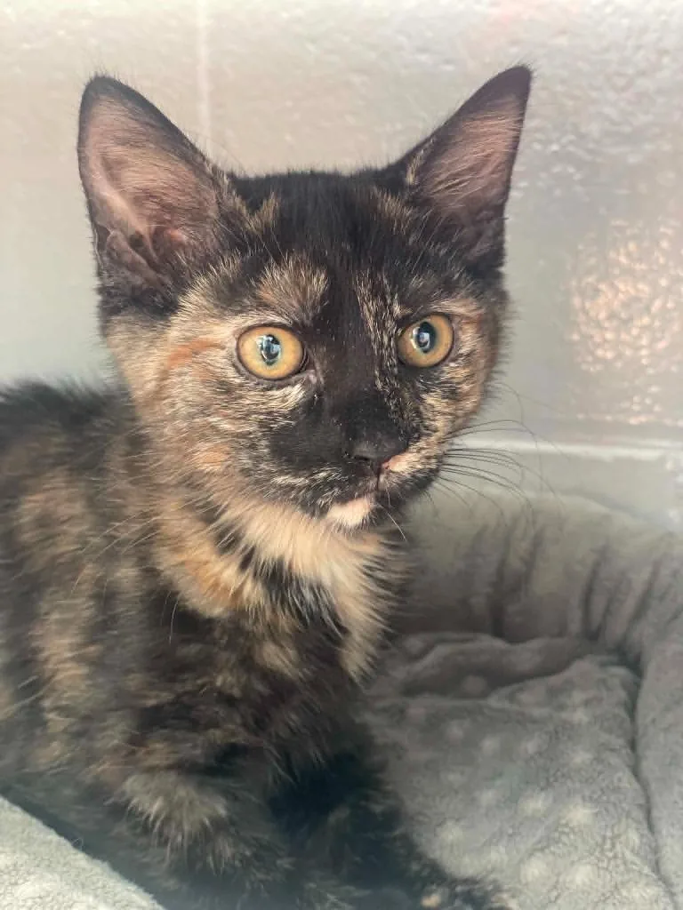 A baby medium-sized female Domestic Short Hair cat named Dusk for adoption in Hamilton, OH