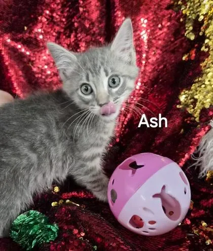 Ash