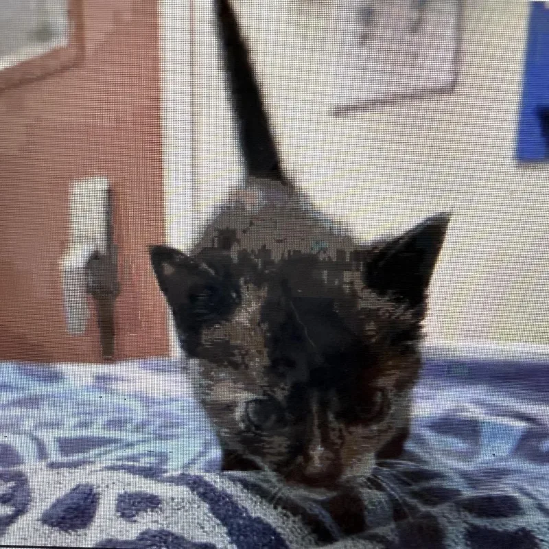 A baby small-sized female Tortoiseshell Domestic Short Hair cat named Angela for adoption in Escondido, CA