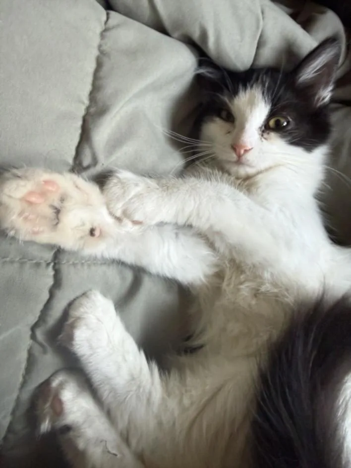 A baby small-sized male Domestic Short Hair cat named Bambino for adoption in Burbank, CA
